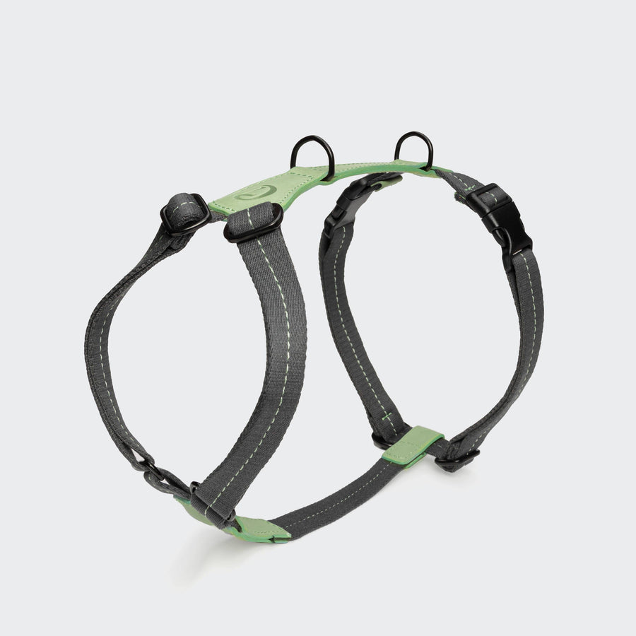 Y-Dog Harness Madeira Mint