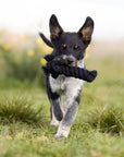 Kater Casanova Hundespielzeug Laboni