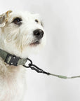 Dog collar Modena Grolive