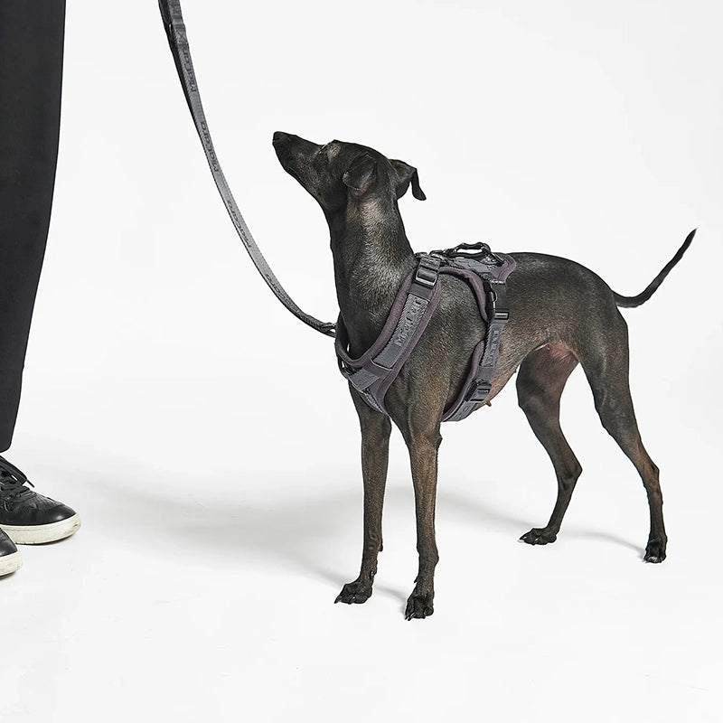 Dog leash Modena Asphalt