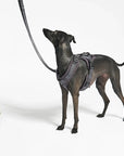 Dog leash Modena Asphalt