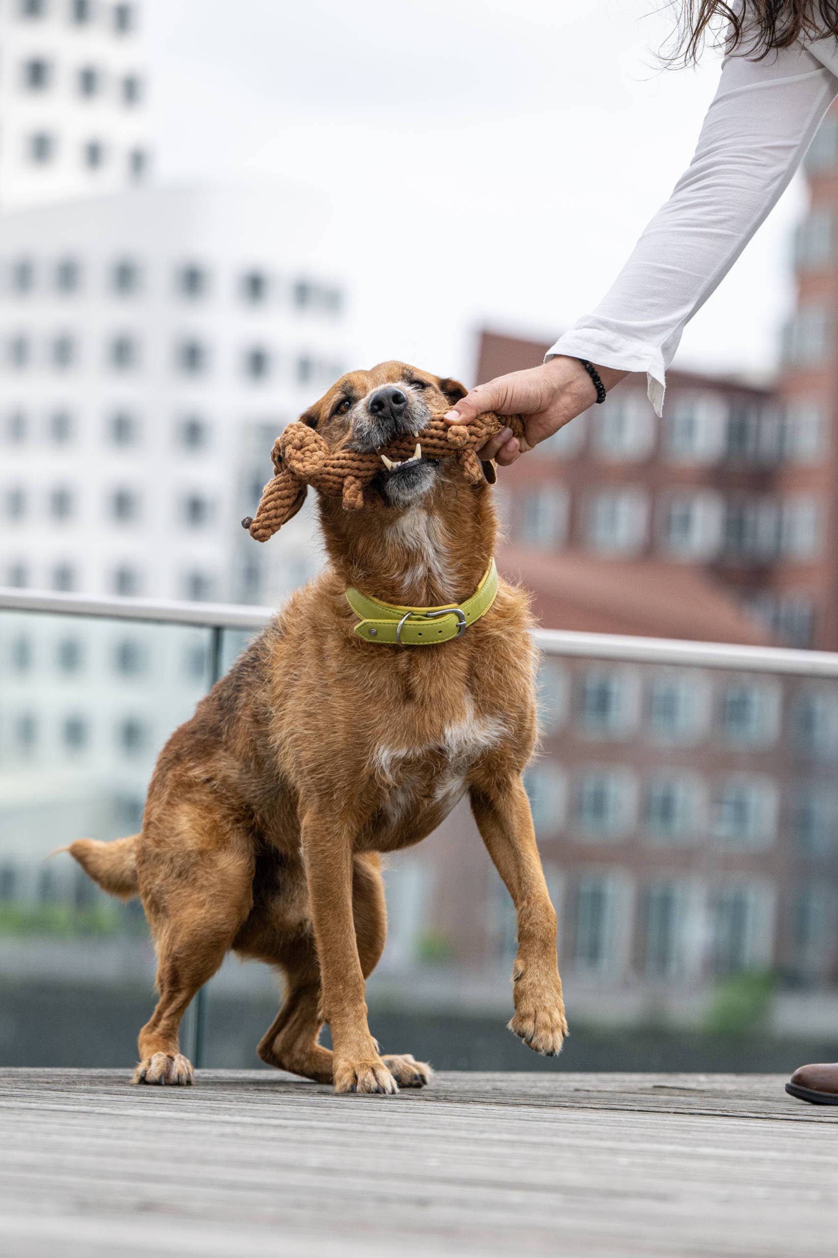 Diego Dackel Hundespielzeug Laboni