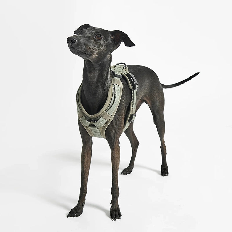 Dog harness Modena Grolive