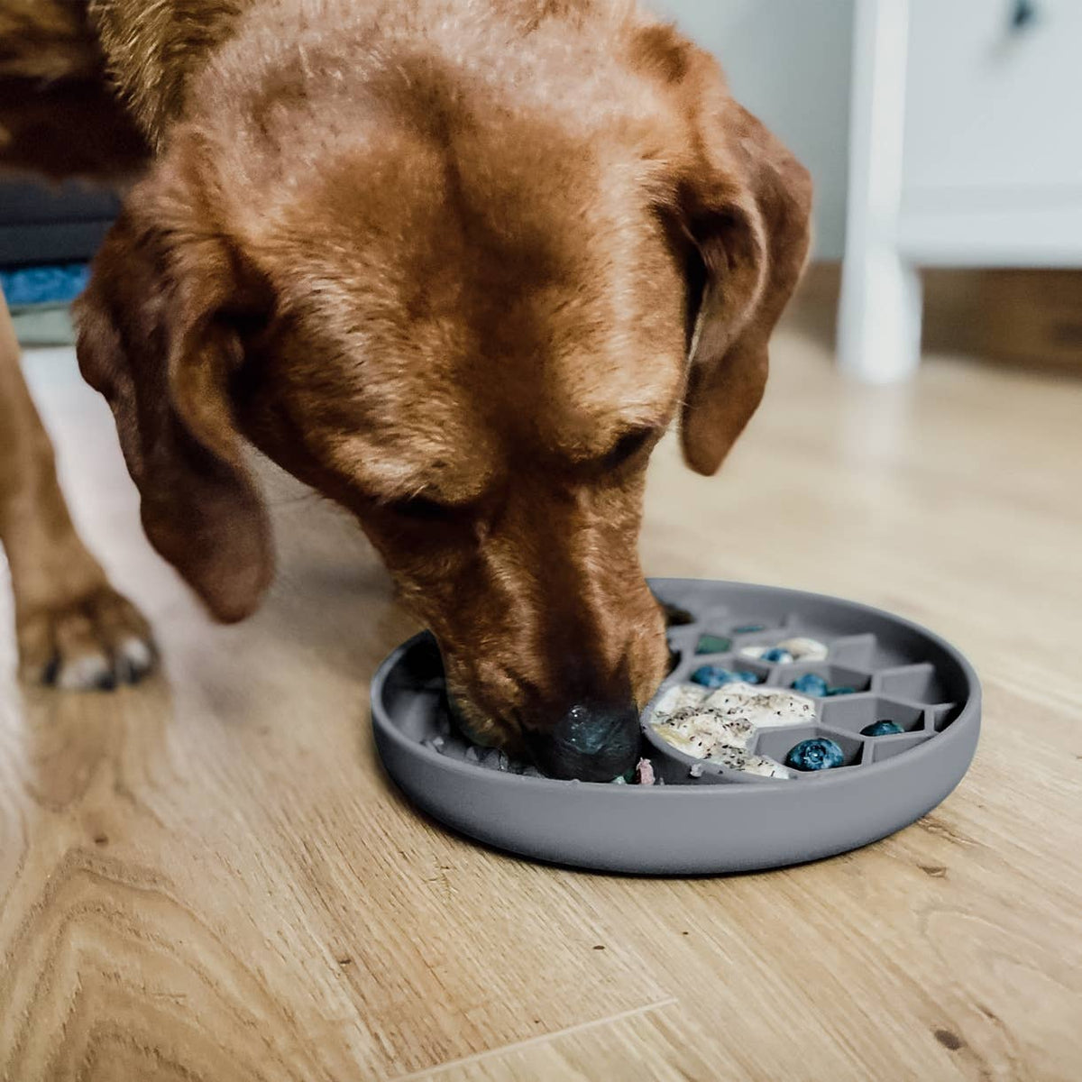 Ne&amp;no® Anti-Schlingnapf / Schleckschale für Hunde &amp; Katzen: Stone Grey
