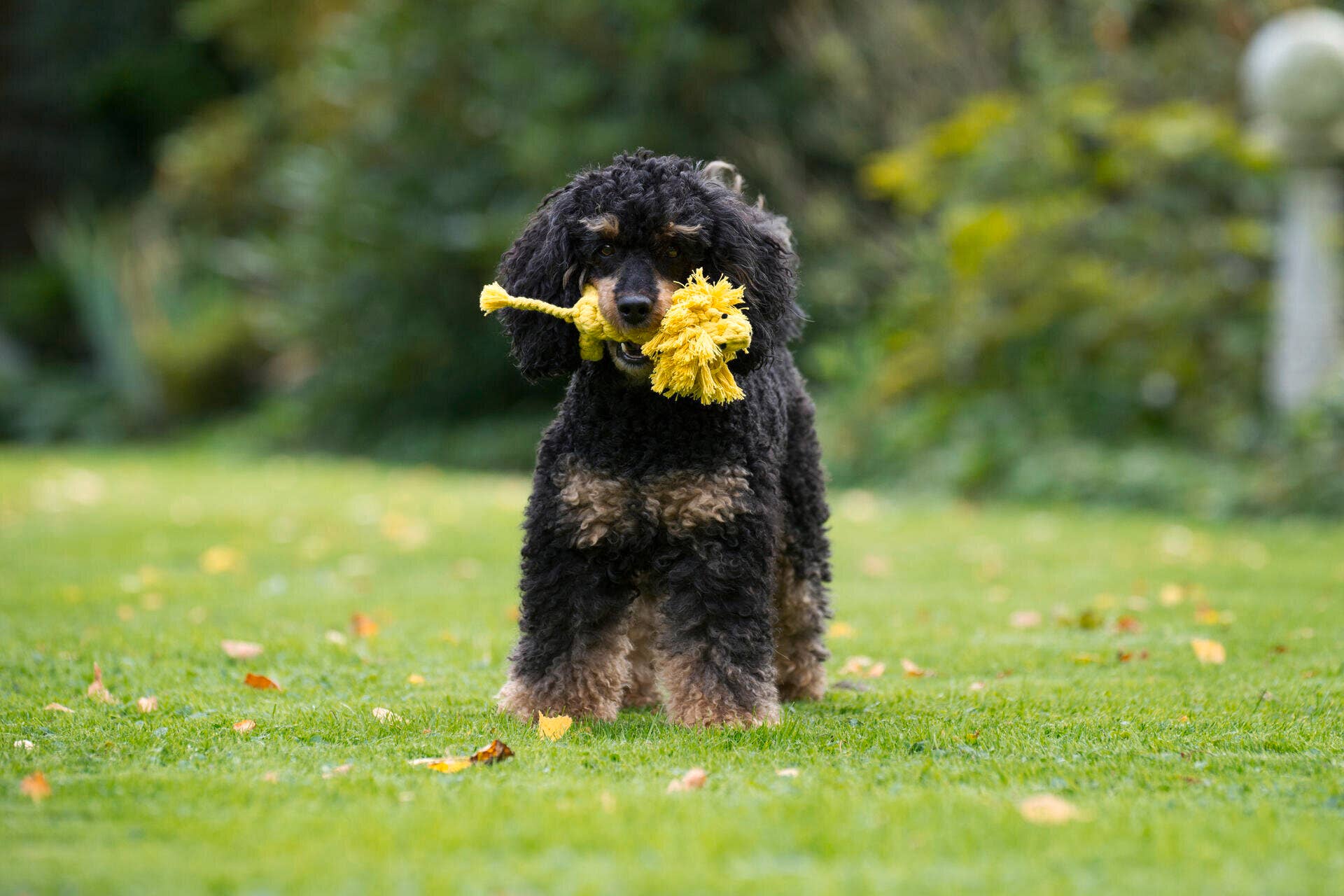 Leo Löwe Hundespielzeug Laboni