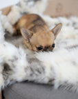 Dog blanket Tösse brown/white