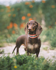 Hundehalsband Peruvian Arrow Rot: M