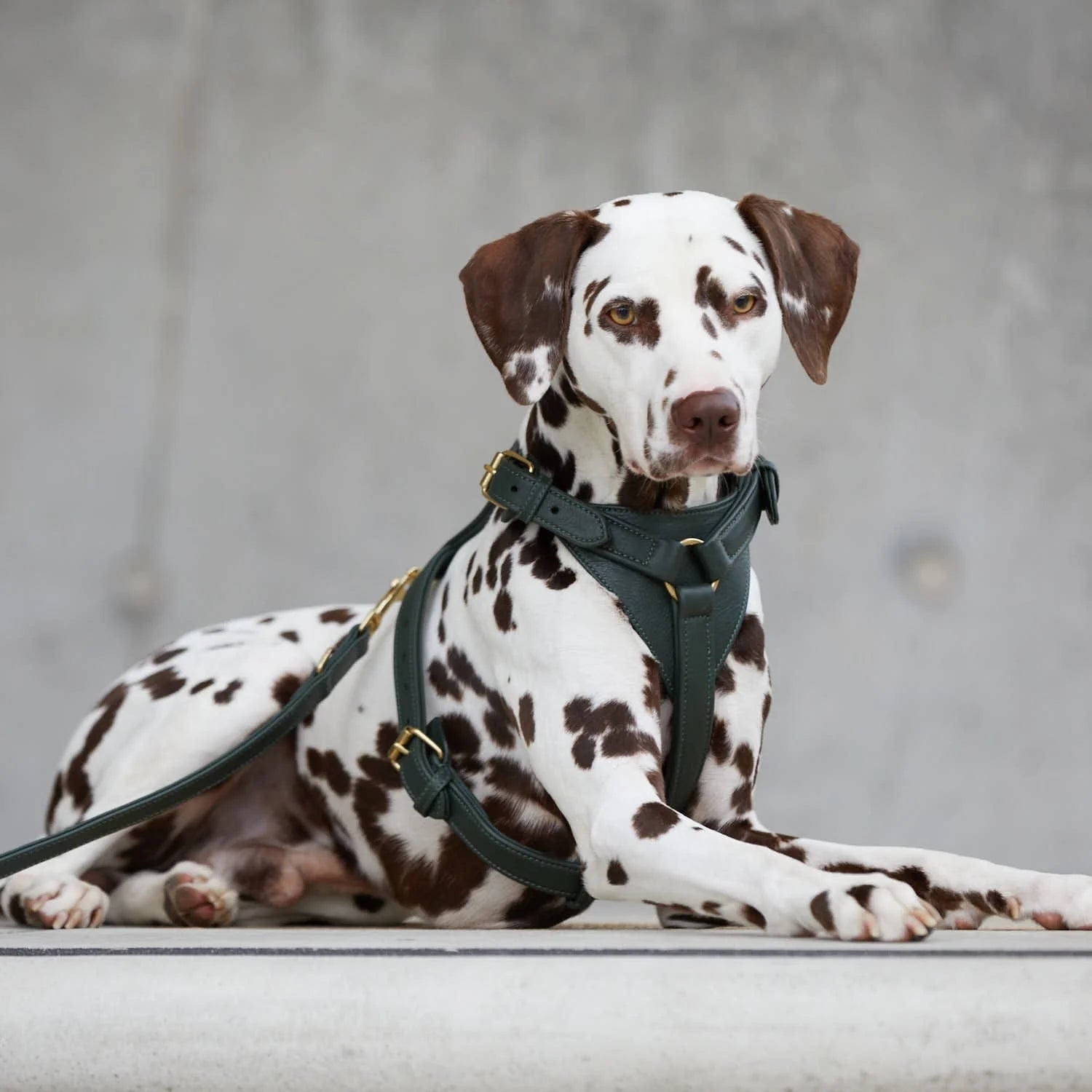 Leather dog harness Dark Moss