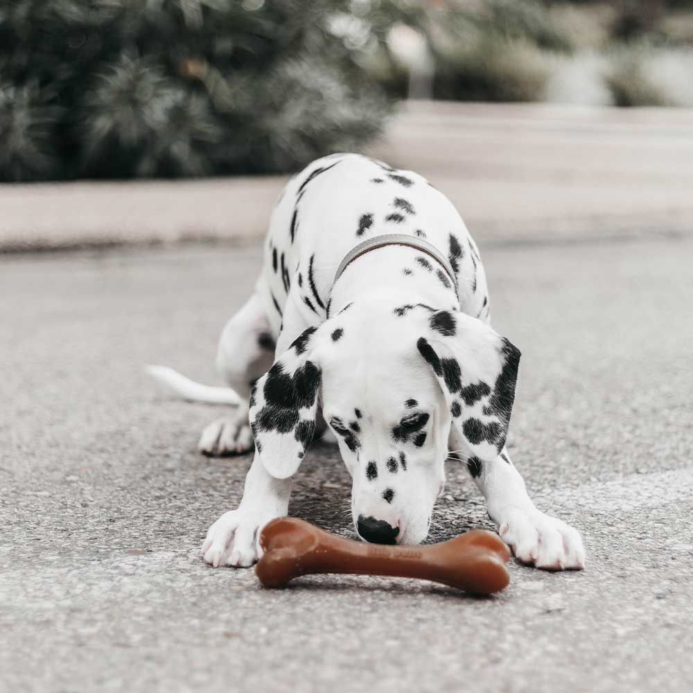 Hundespielzeug Rub Bone Grösse M