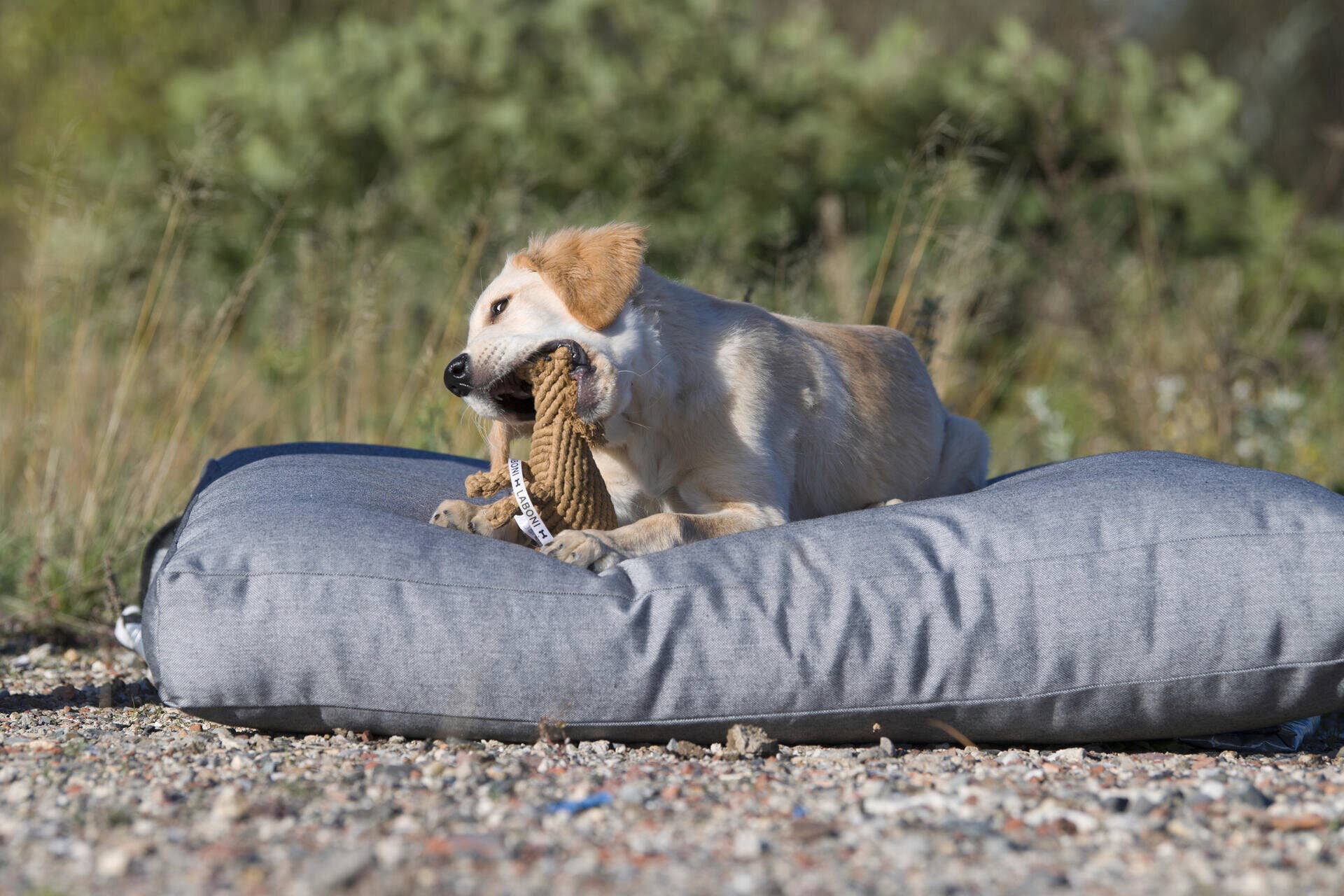 Franz Ferdinand dog toys Laboni