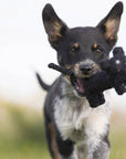 Kater Casanova Hundespielzeug Laboni