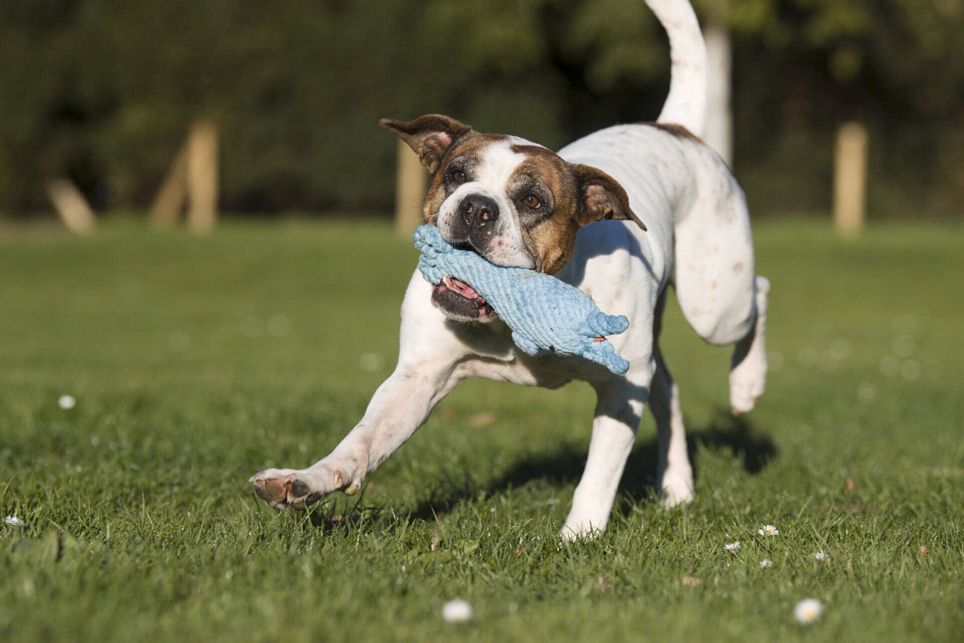 Didi Dolphin Dog Toy Laboni