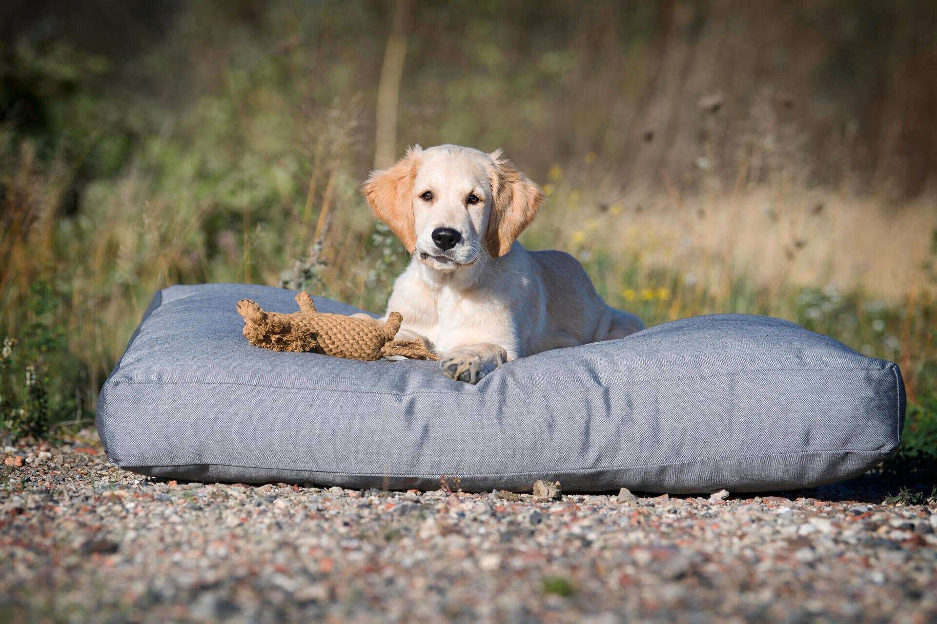 Franz Ferdinand dog toys Laboni