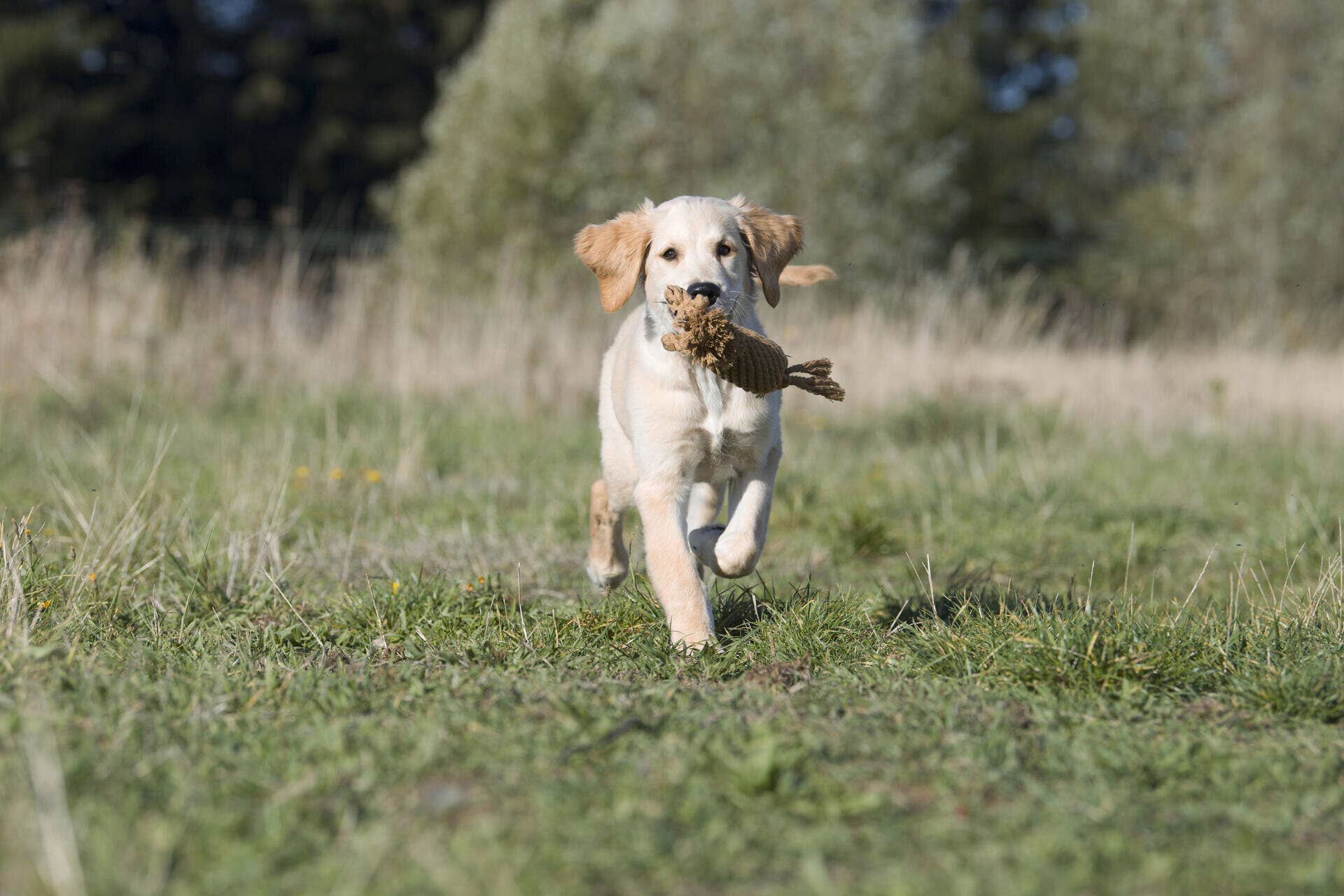 Franz Ferdinand dog toys Laboni