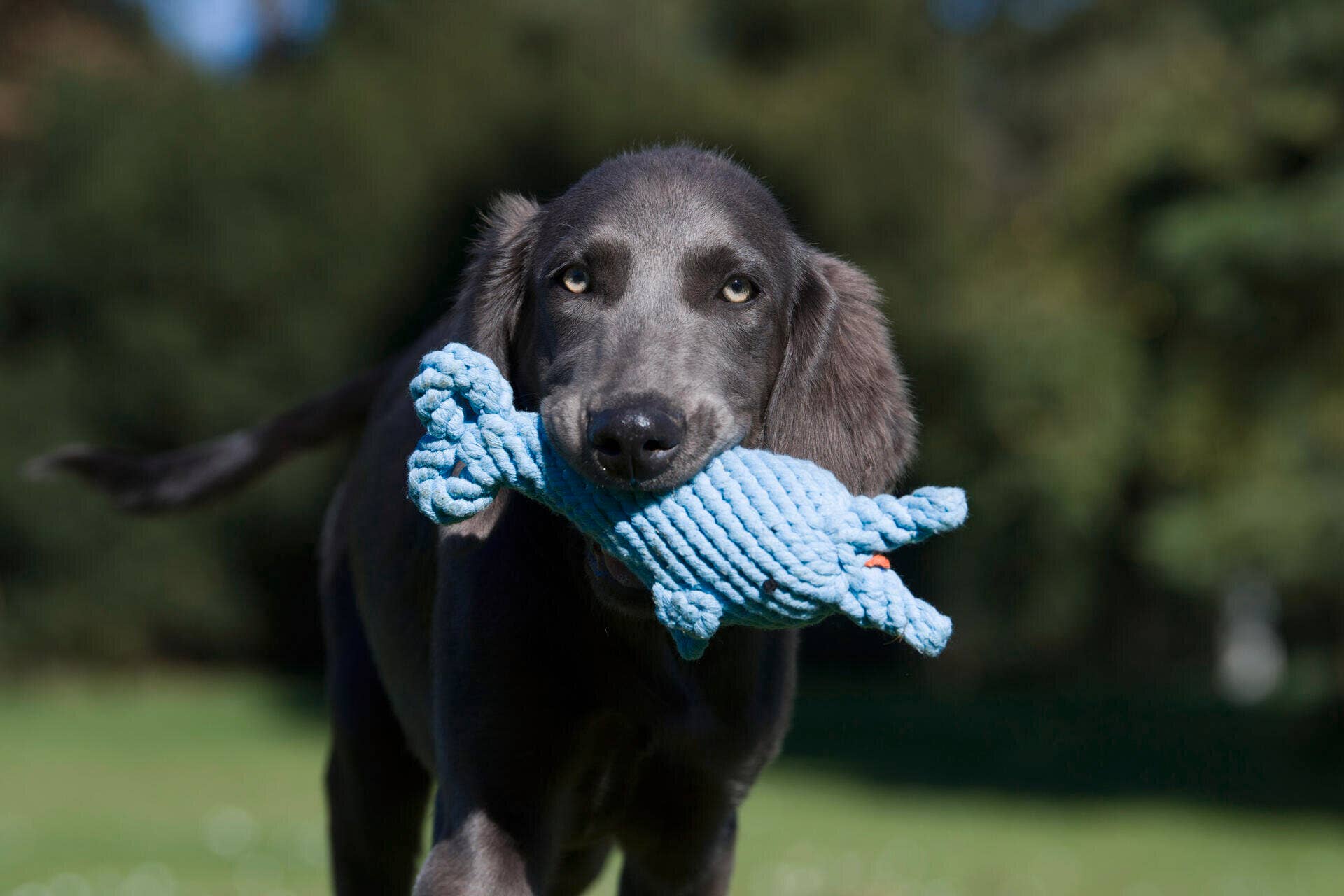 Didi Dolphin Dog Toy Laboni