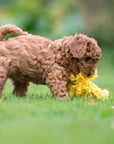 Leo Löwe Hundespielzeug Laboni