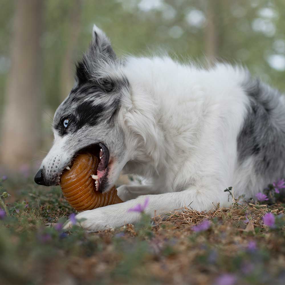 Hundespielzeug Rub Bouncy Grösse M