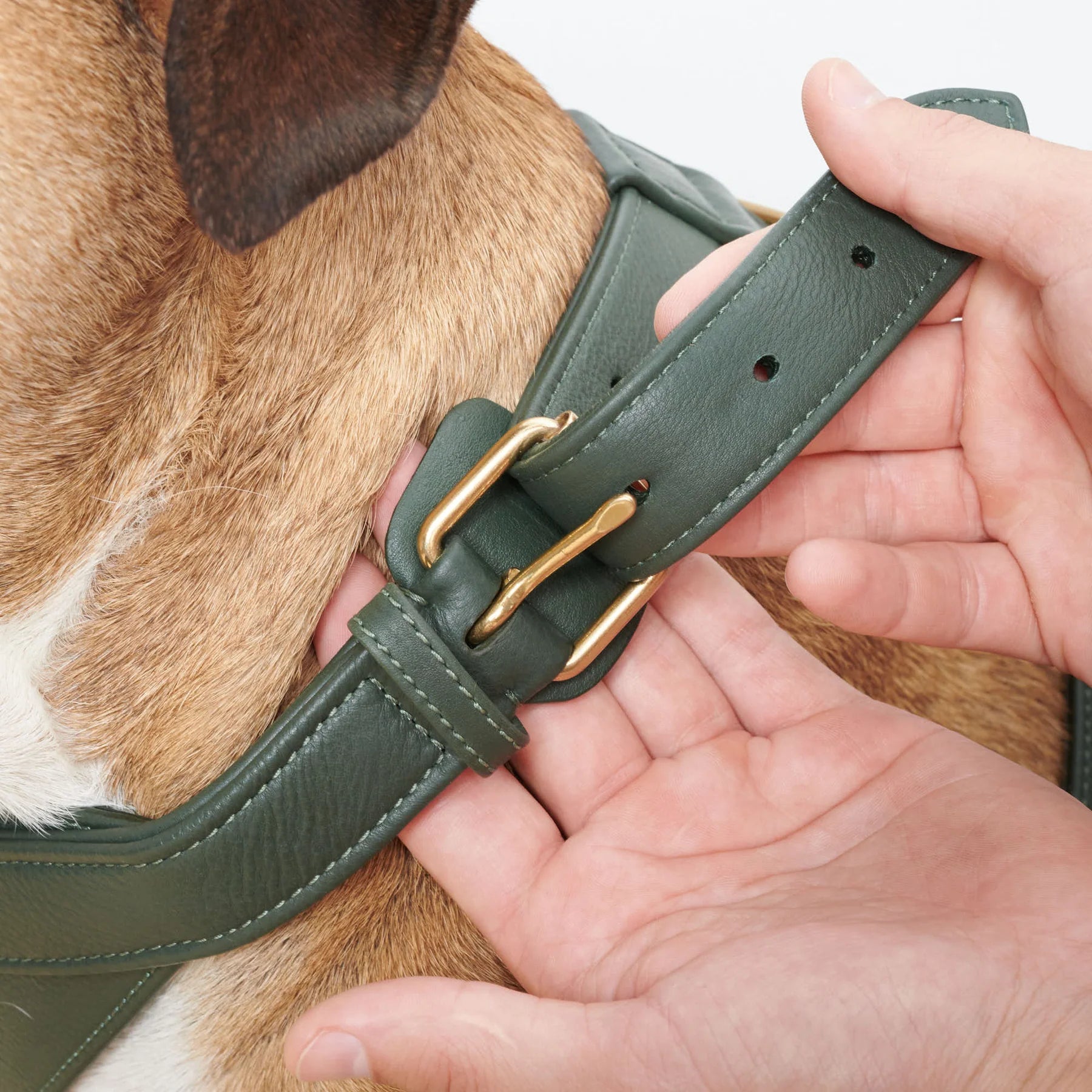 Leather dog harness Dark Moss