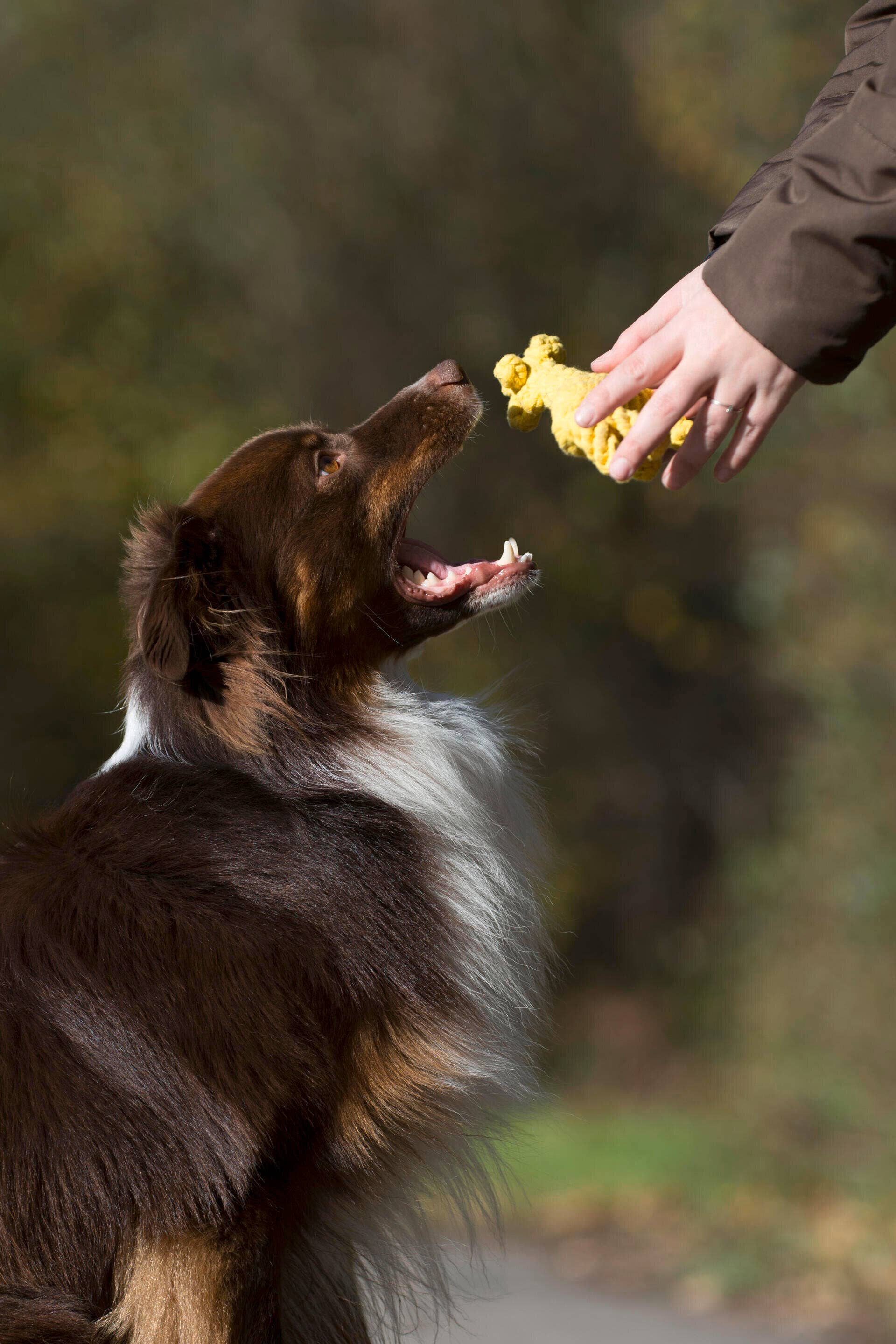 Greta Giraffe Dog Toy Laboni