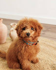Hundehalsband Etna Petite Green XS