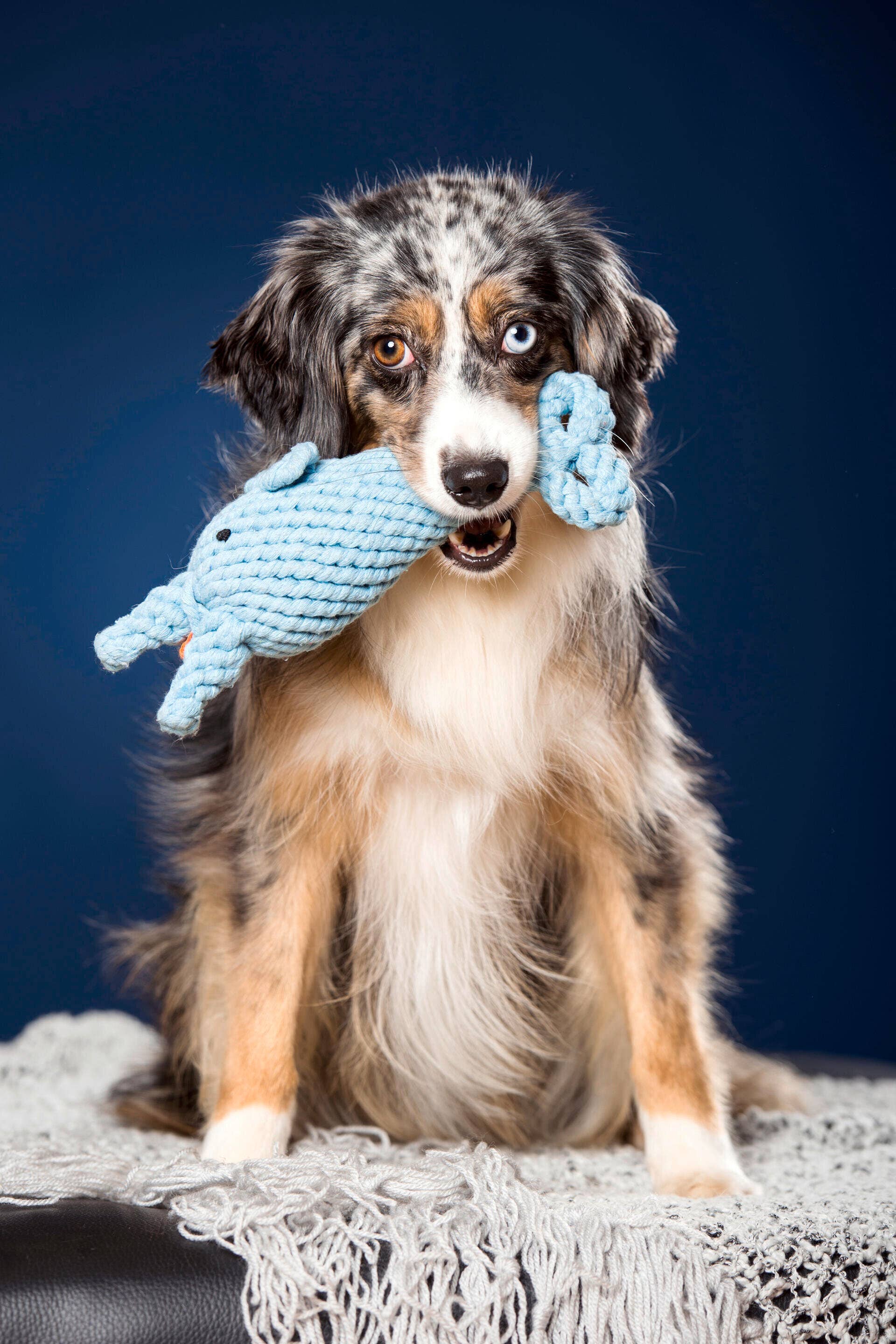 Didi Dolphin Dog Toy Laboni