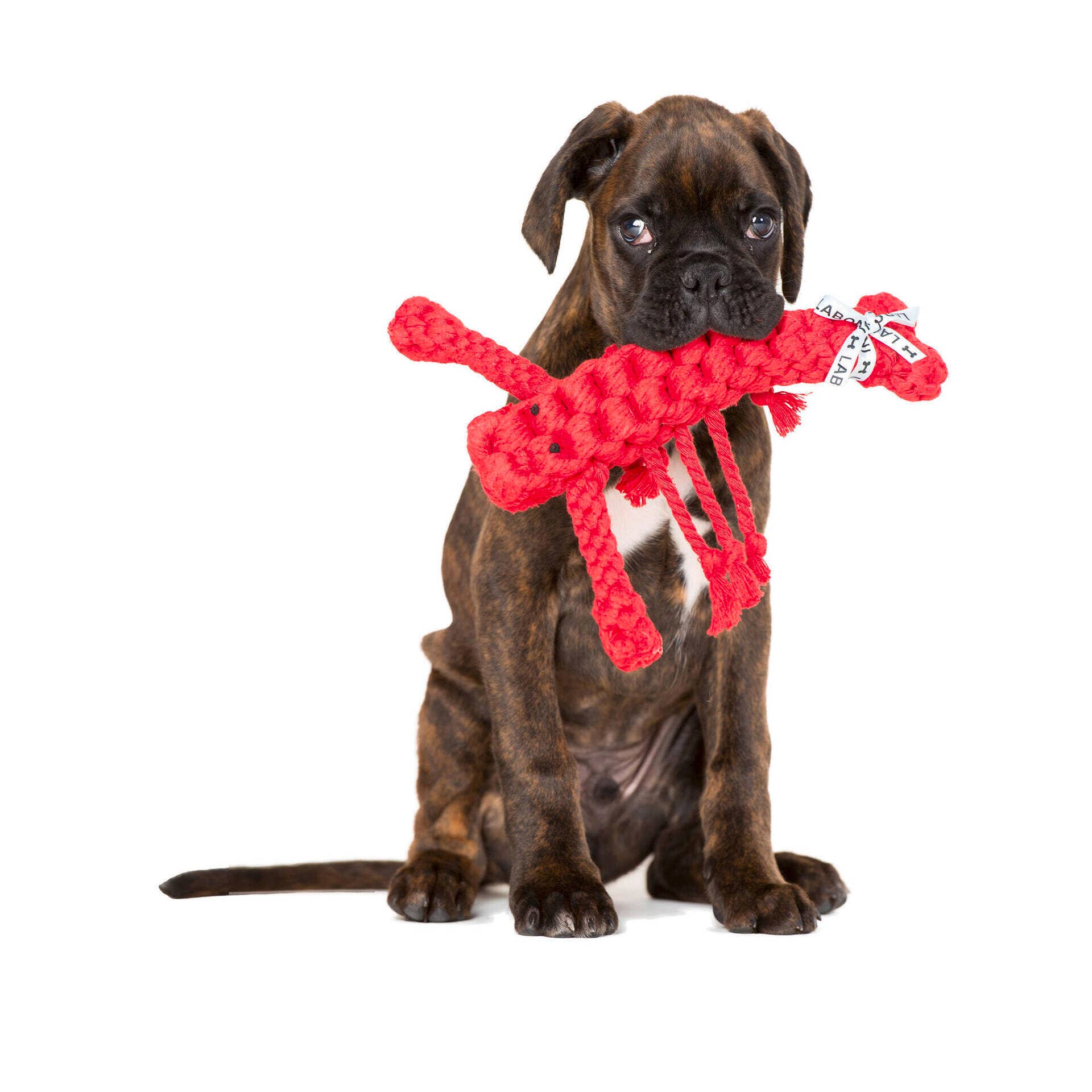 Hugo Hummer Hundespielzeug Laboni