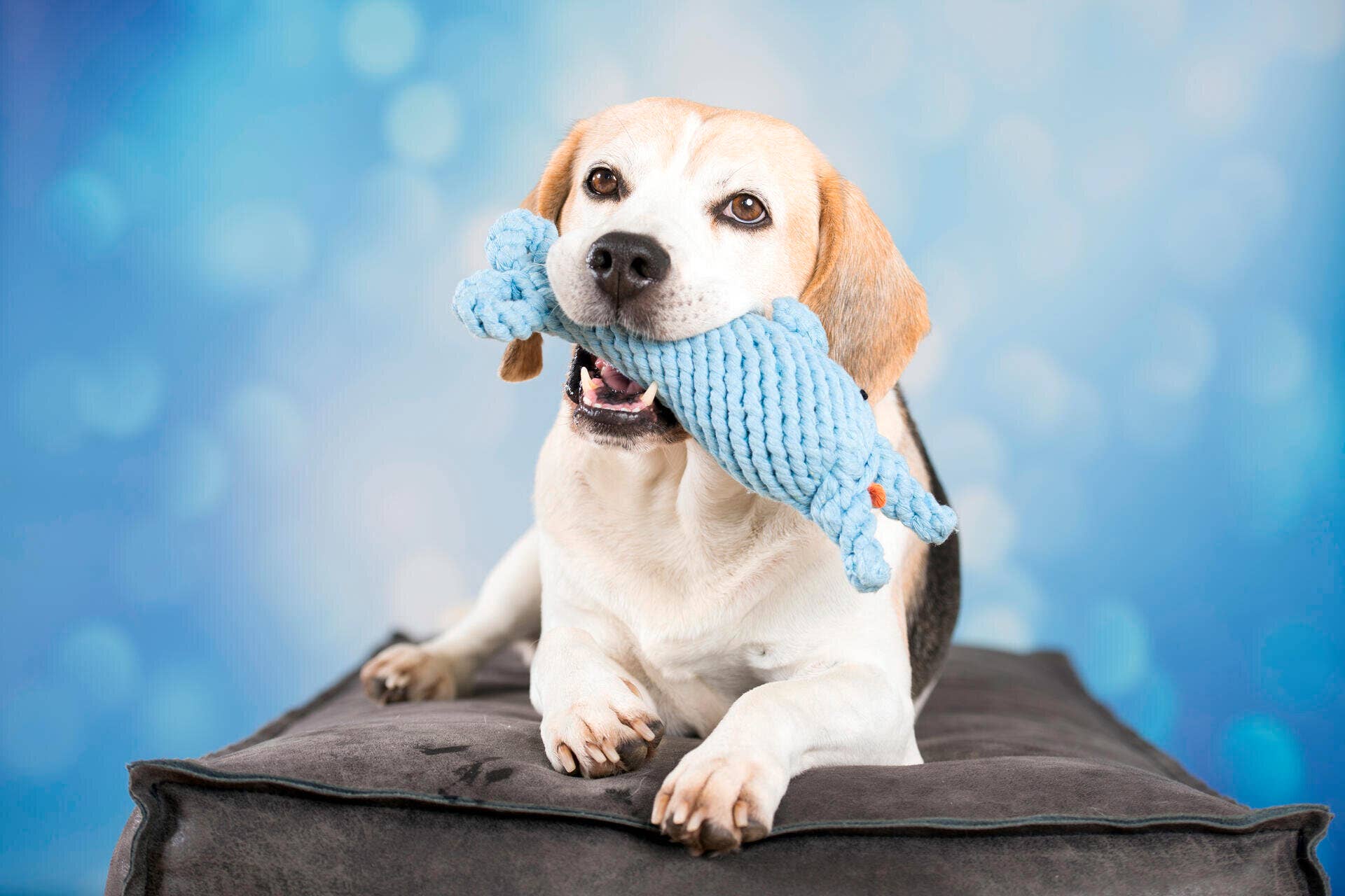 Didi Dolphin Dog Toy Laboni