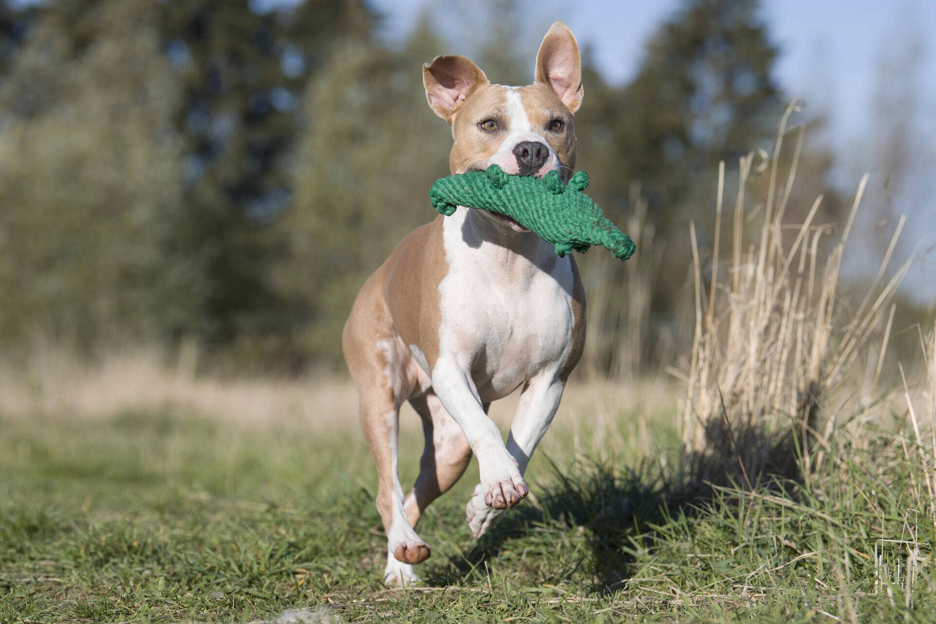 Kalli Krokodil Hundespielzeug Laboni