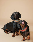 Hundehalsband Etna Green L
