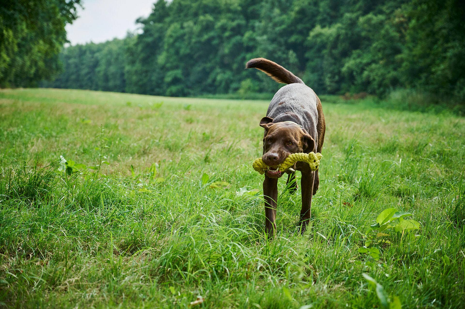 Gretchen Giraffe Hundespielzeug Laboni