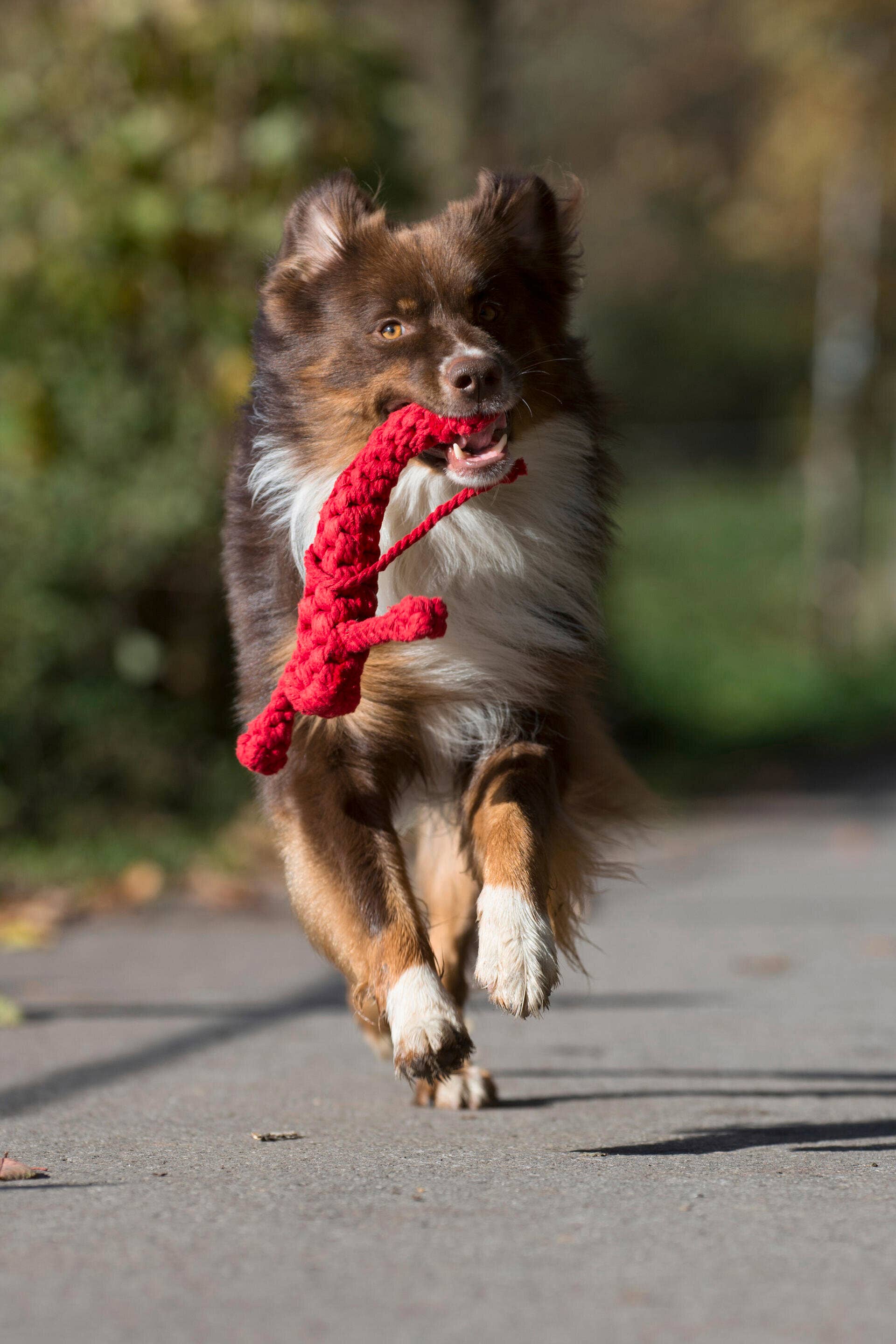 Hugo Hummer Hundespielzeug Laboni