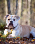 Leo Löwe Hundespielzeug Laboni