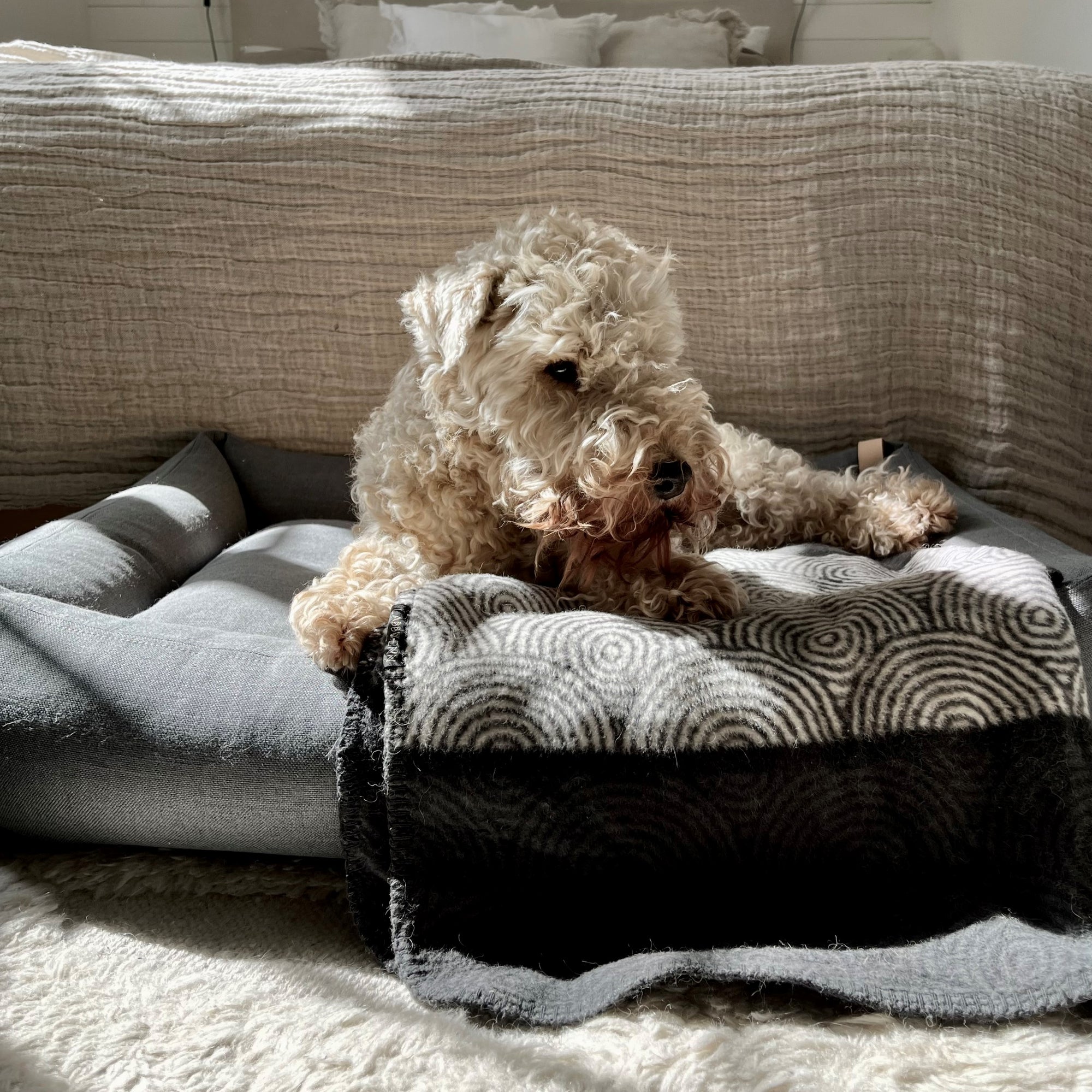 Dog Blanket Seti