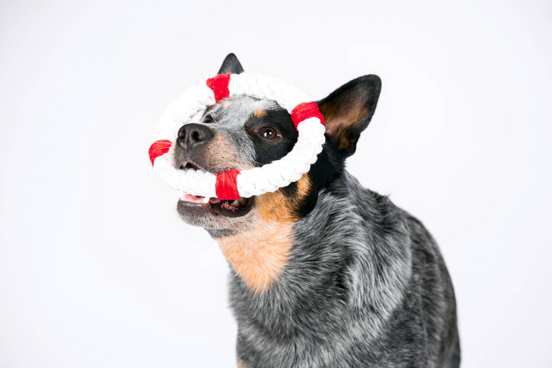 Rita Lifebuoy Dog Toy Laboni