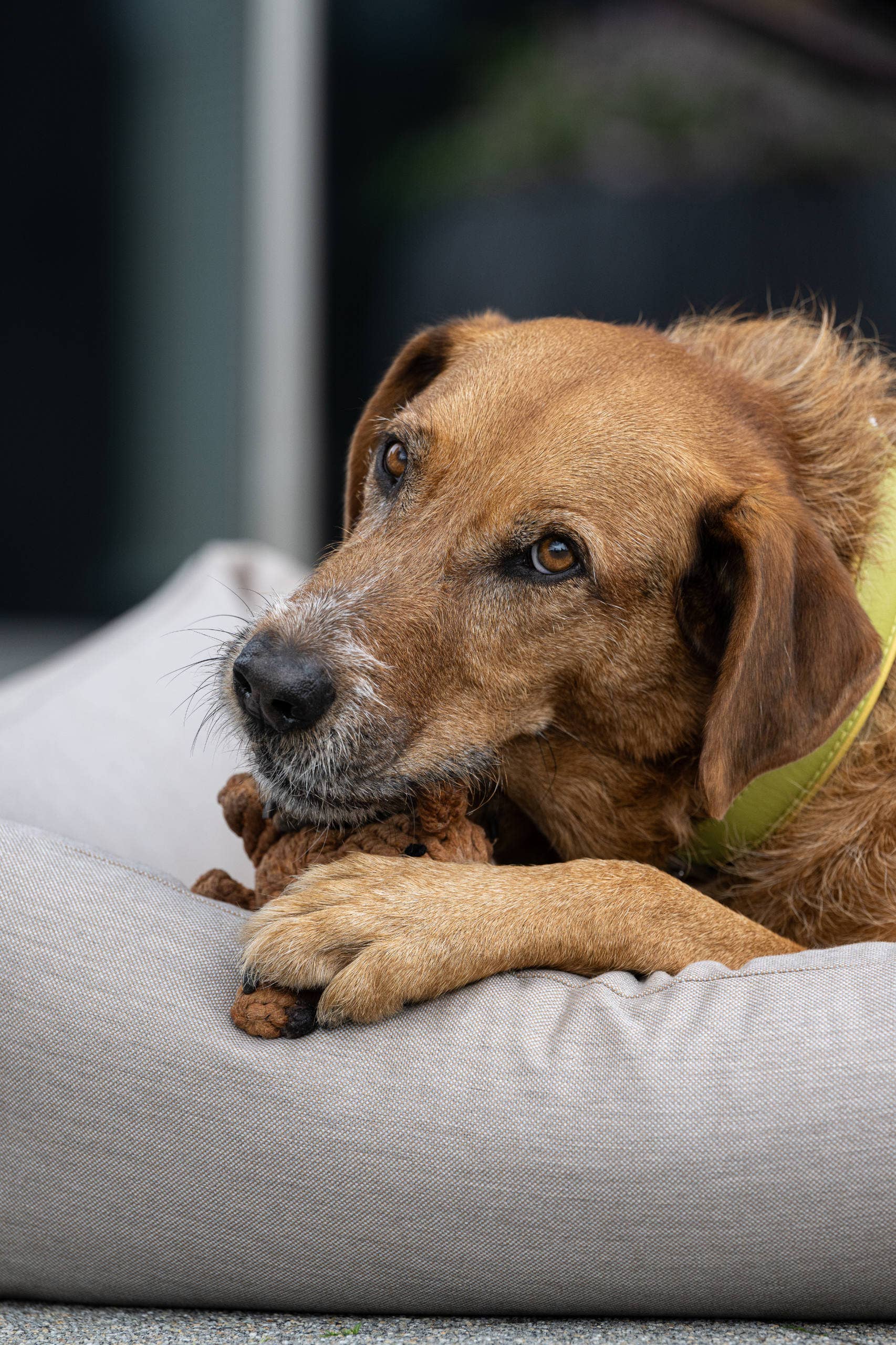 Diego Dackel Hundespielzeug Laboni