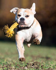 Leo Löwe Hundespielzeug Laboni