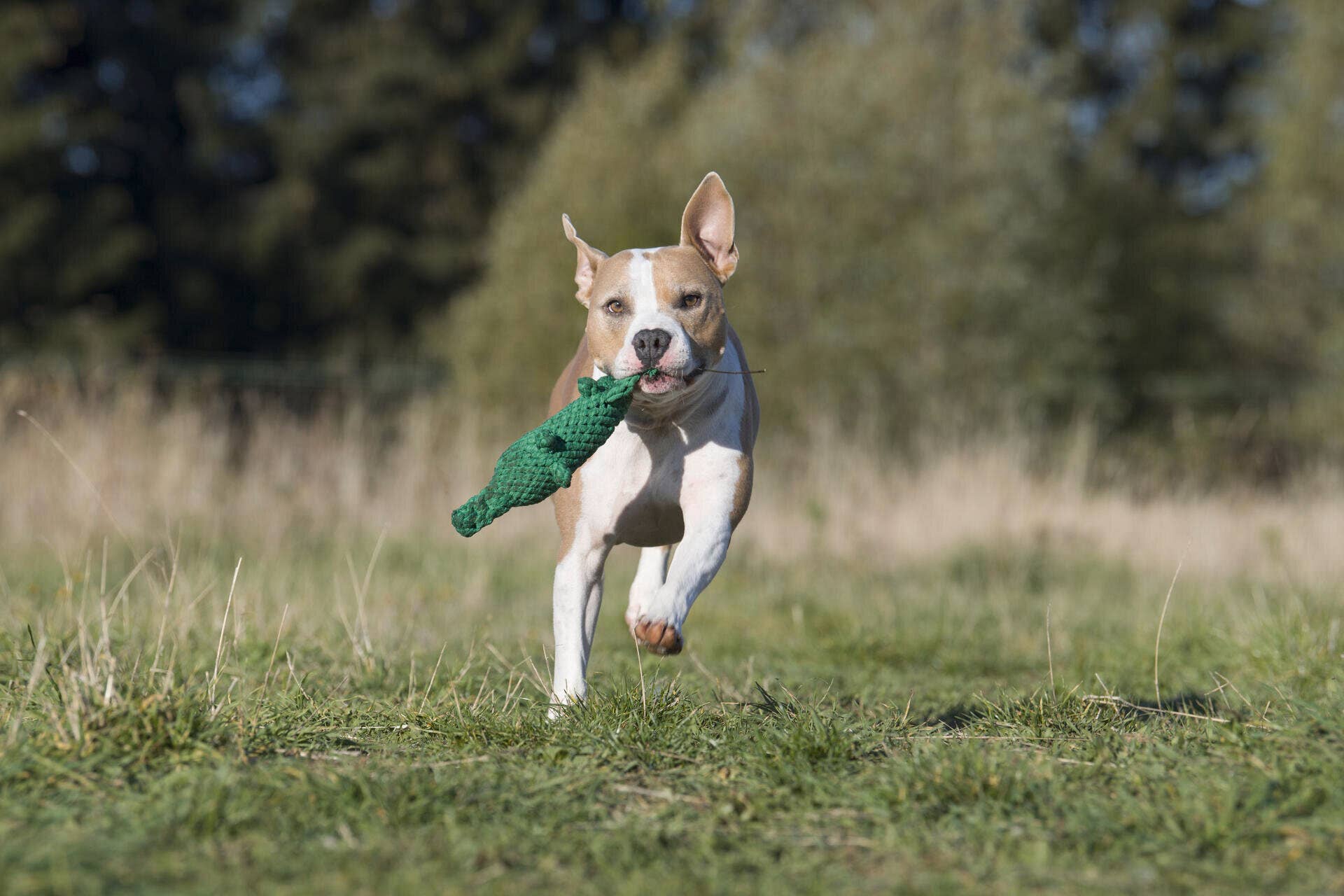 Kalli Krokodil Hundespielzeug Laboni