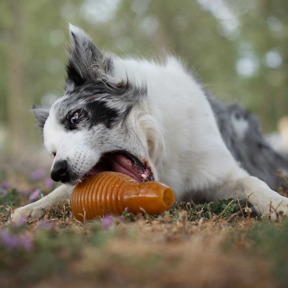 Hundespielzeug Rub Bouncy Grösse M