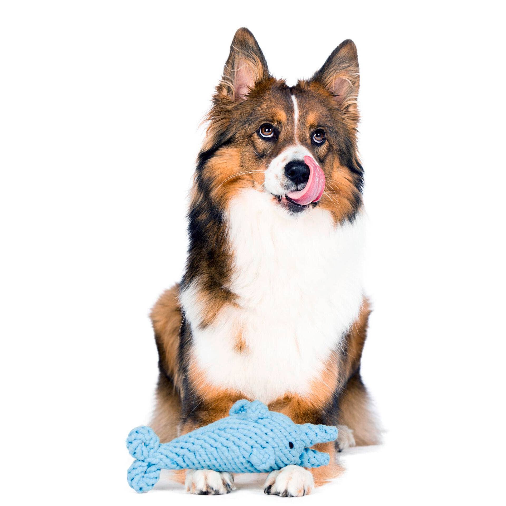 Didi Dolphin Dog Toy Laboni