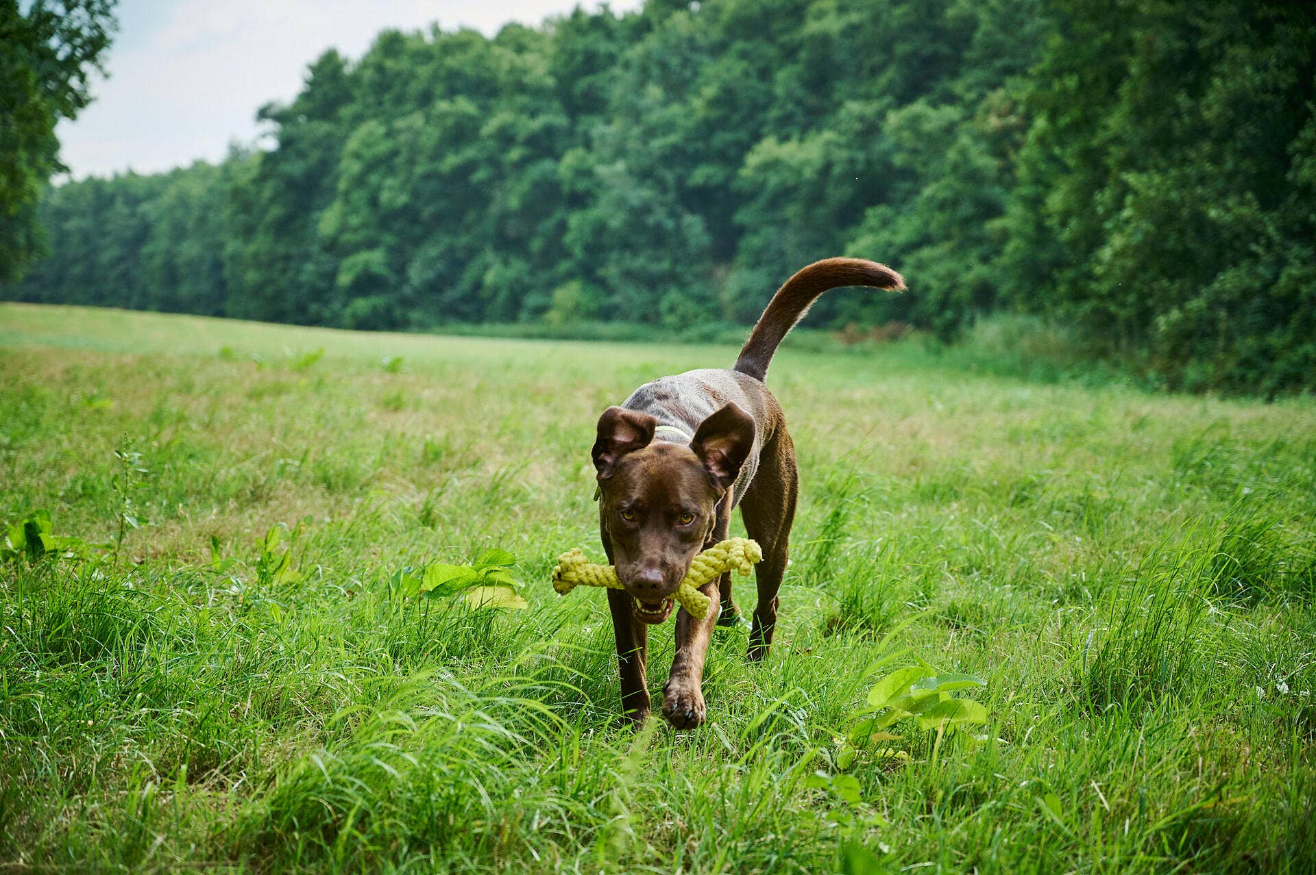 Gretchen Giraffe Hundespielzeug Laboni