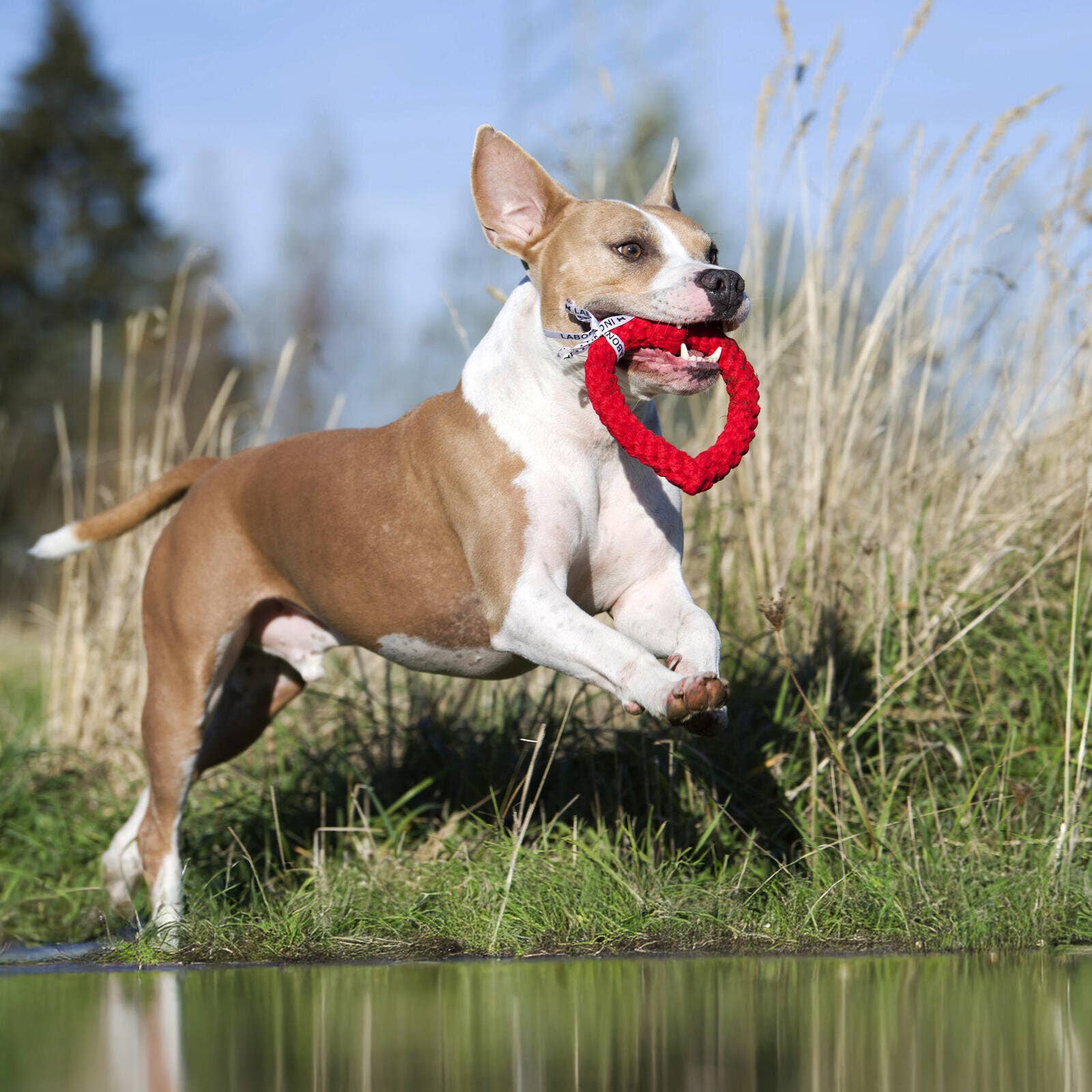 Hertha Heart: Medium Dog Toy Laboni