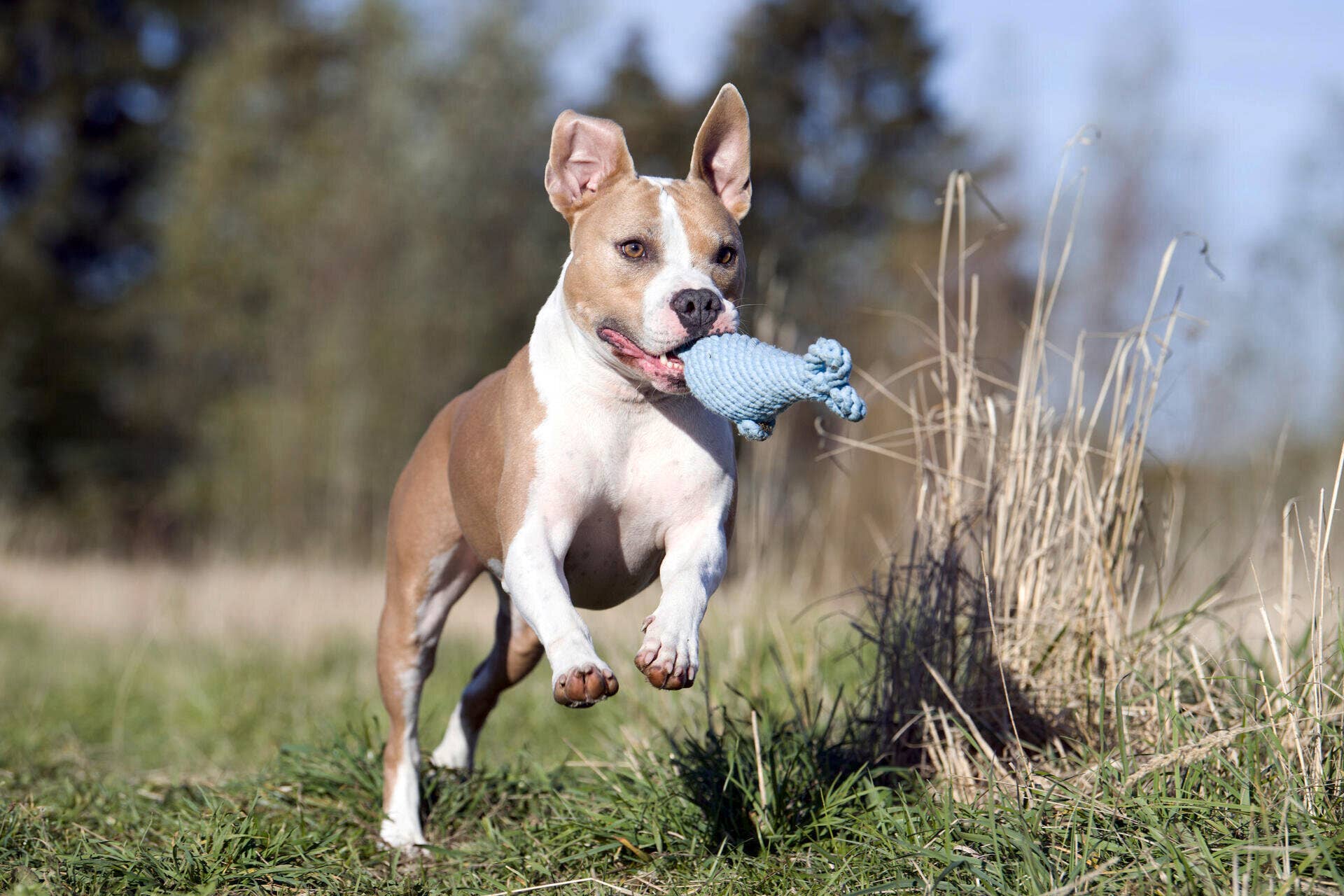 Didi Dolphin Dog Toy Laboni