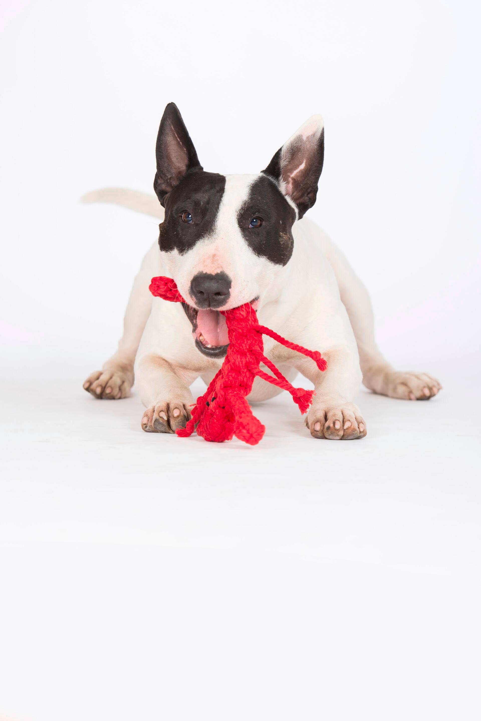 Hugo Hummer Hundespielzeug Laboni