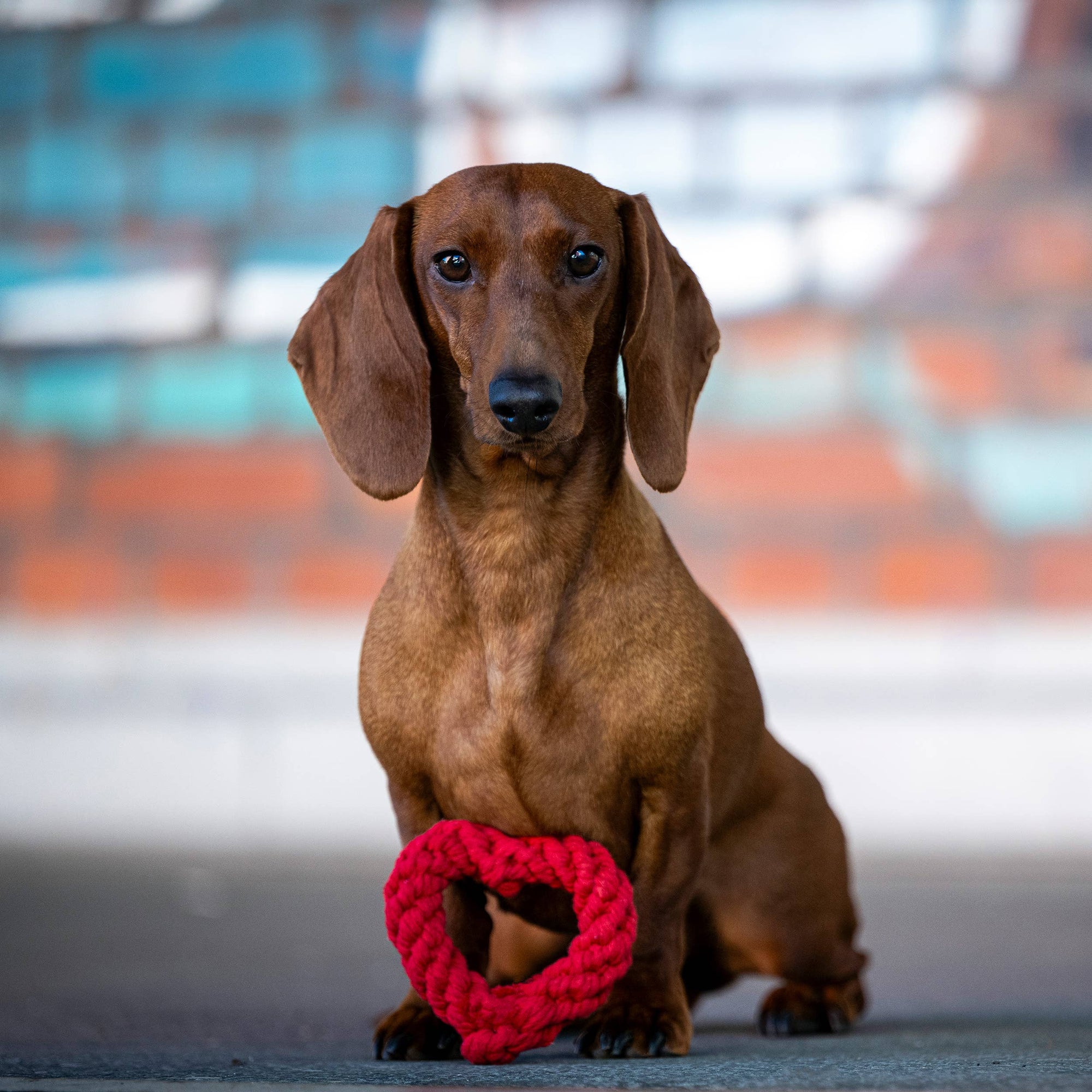 Hertha Heart: Medium Dog Toy Laboni