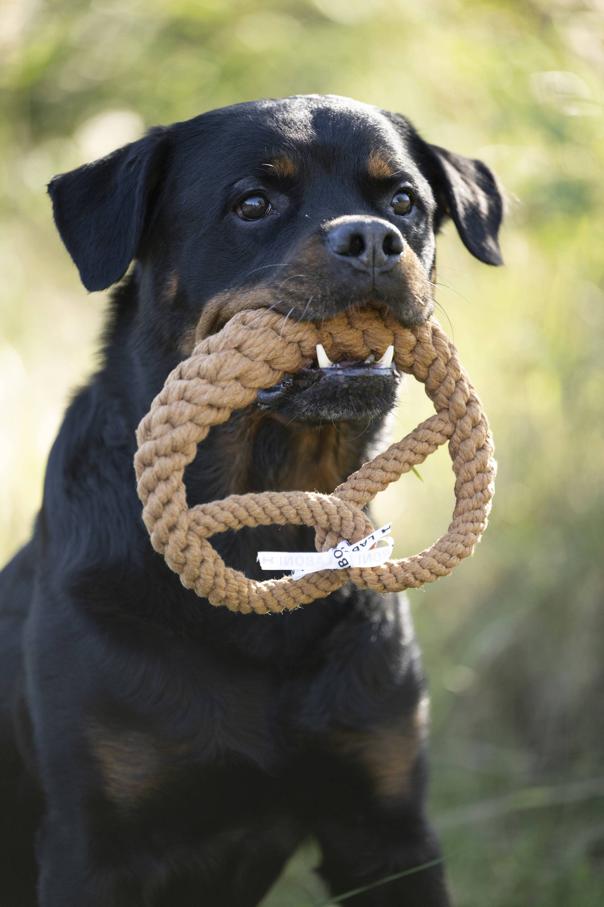 Brezel Hundespielzeug Laboni