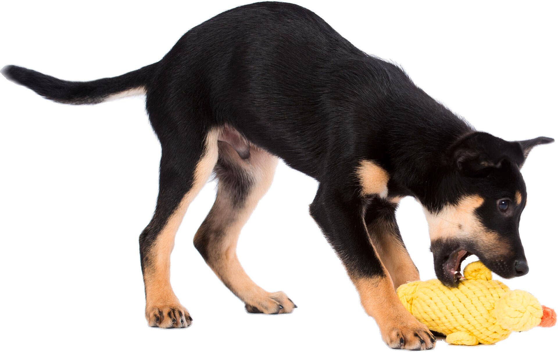 Emma Ente Hundespielzeug Laboni