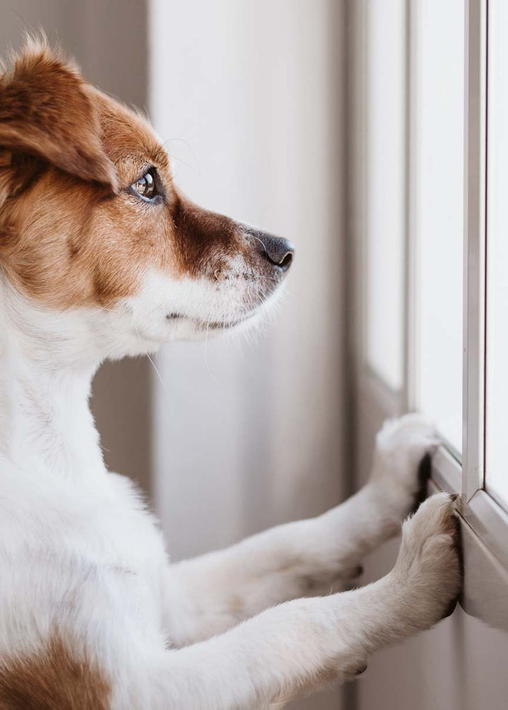 AnotherWalk*3 sammelt für Hunde ohne Zuhause. Dieser schweizer Onlineshop unterstützt Hunde aus dem Tierschutz.