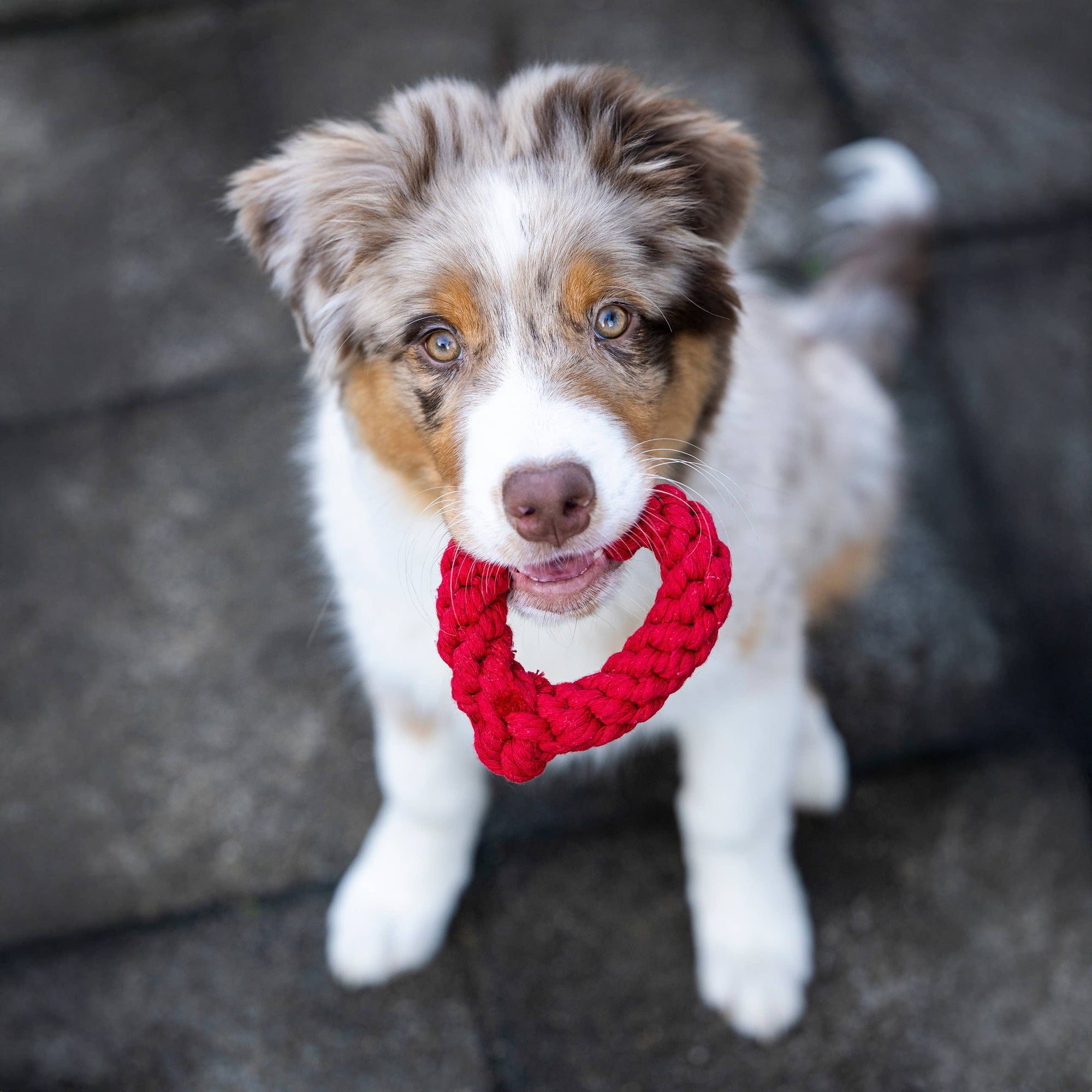 Hertha Heart: Medium Dog Toy Laboni