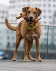 Diego Dackel Hundespielzeug Laboni