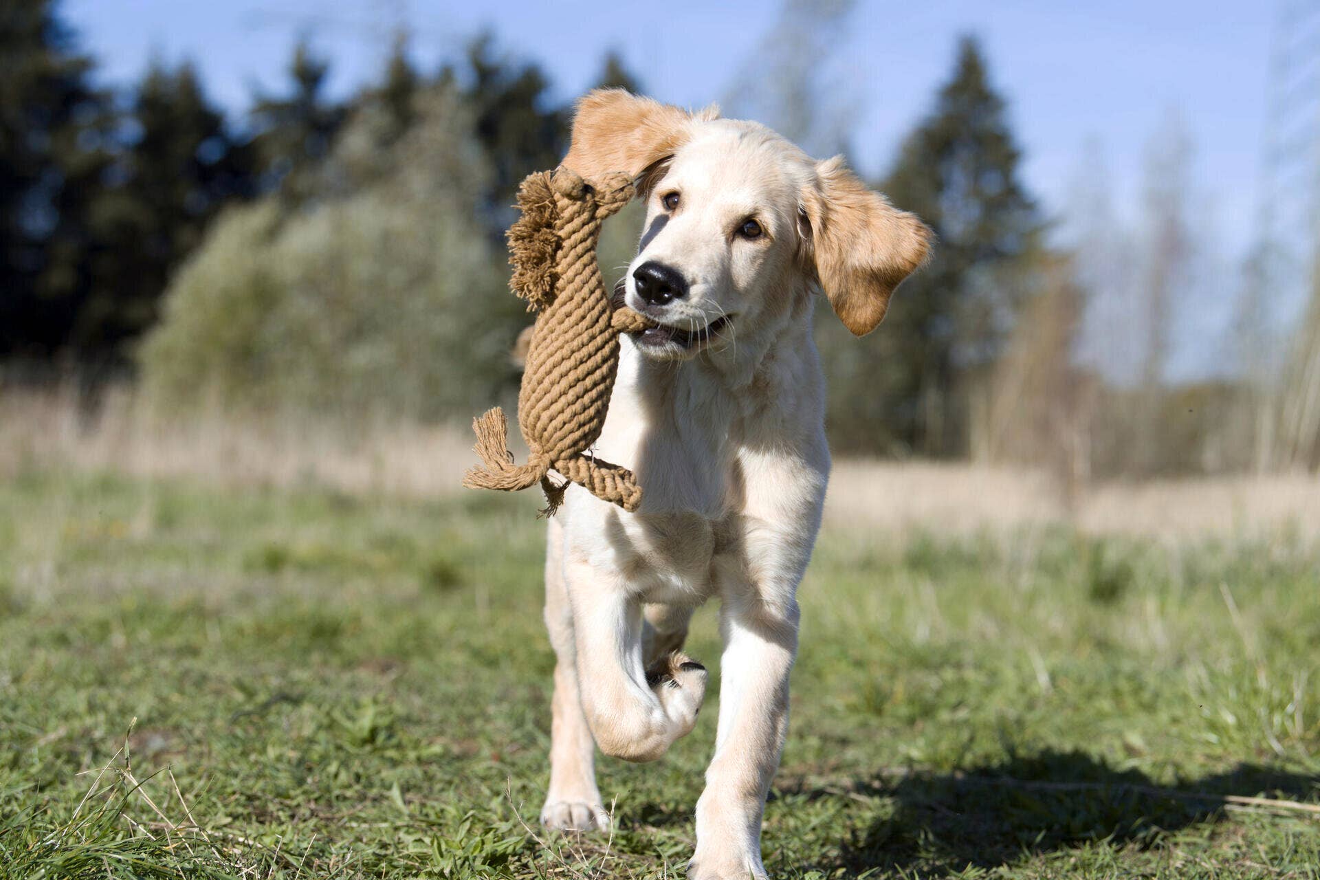 Franz Ferdinand dog toys Laboni